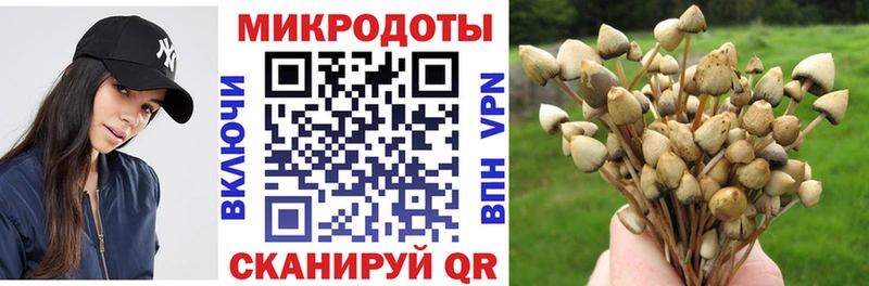 Галлюциногенные грибы Psilocybe  OMG как войти  Любим 